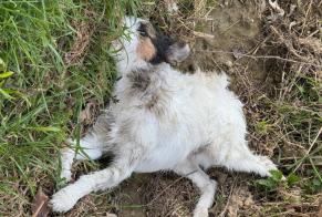 Avviso Ritrovamento Cane  Non conosciuta , 5 anni Marigné-Peuton Francia