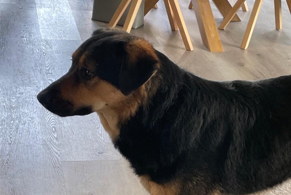 Avviso scomparsa Cane incrocio di razze Femmina , 4 anni Châtel-Saint-Denis Svizzera