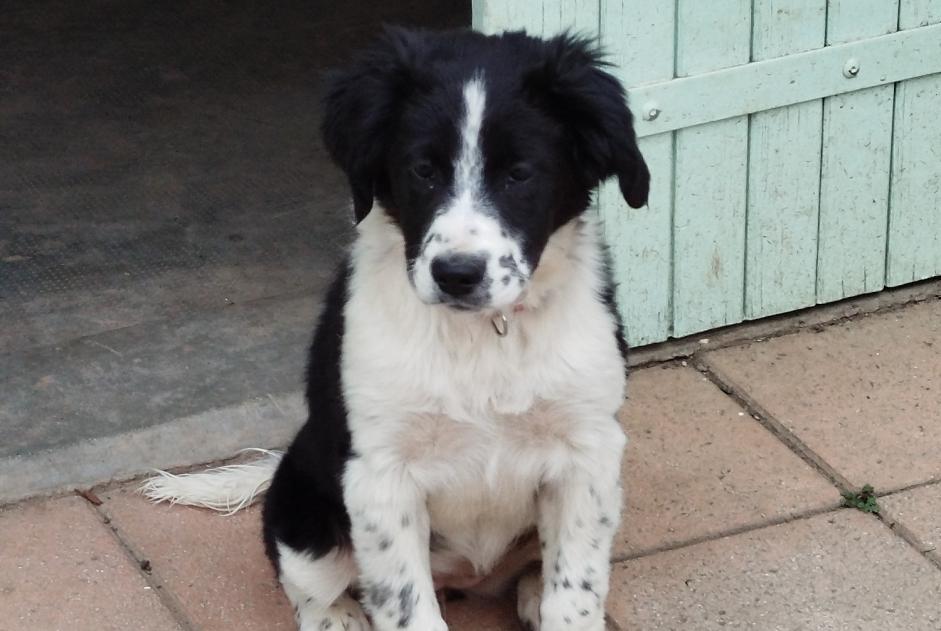 Avviso Ritrovamento Cane incrocio di razze Femmina His Francia