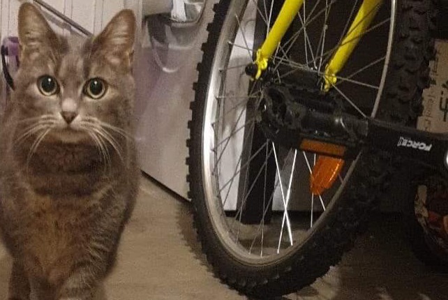 Avviso scomparsa Gatto  Femmina , 11 anni La Chapelle-Saint-Mesmin Francia