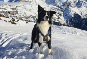 Avviso scomparsa Cane  Maschio , 3 anni Kirchdorf Svizzera