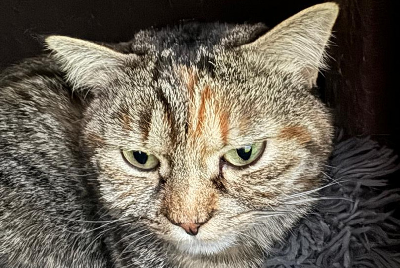 Avviso scomparsa Gatto incrocio di razze Femmina , 4 anni Genève Svizzera