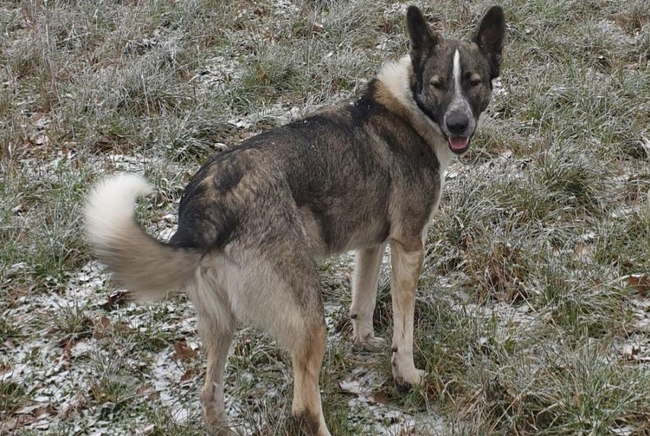 Verdwijningsalarm Hond rassenvermenging Mannetje , 6 jaar Colombies Frankrijk