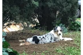 Verdwijningsalarm Hond  Mannetje , 2 jaar Nîmes Frankrijk