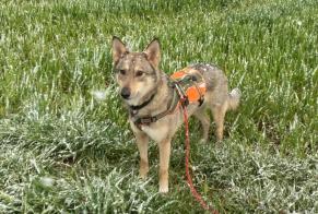 Verdwijningsalarm Hond rassenvermenging Vrouwtje , 4 jaar Haut-Intyamon Zwitserland