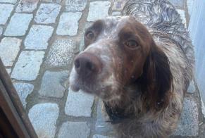 Verdwijningsalarm Hond  Vrouwtje , 3 jaar Saint-Émilion Frankrijk