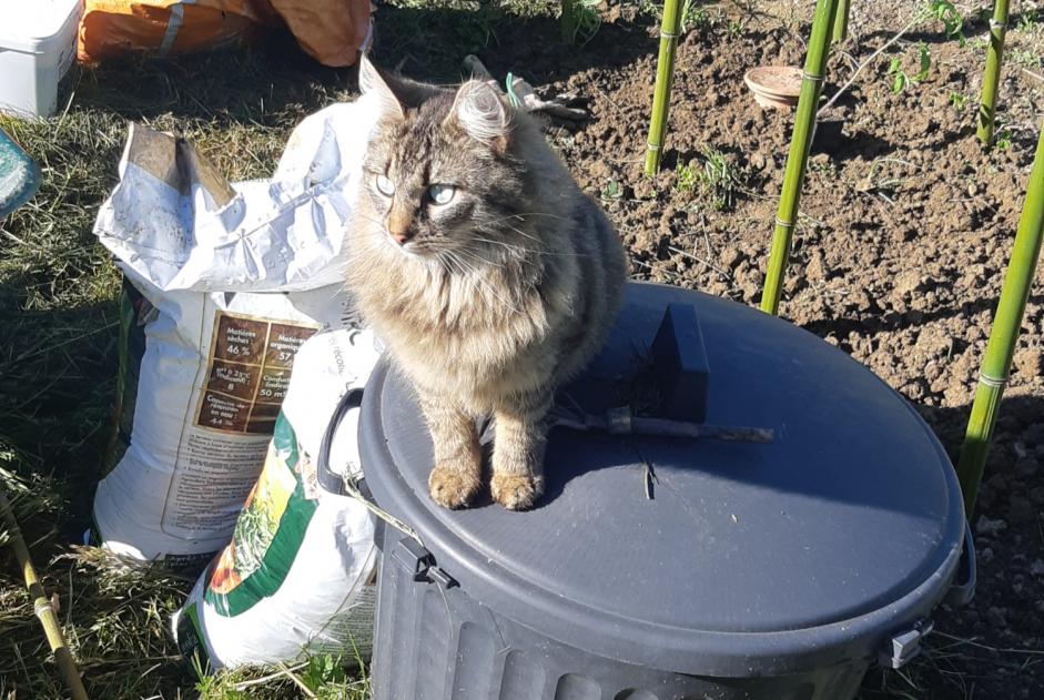 Verdwijningsalarm Kat rassenvermenging Mannetje , 3 jaar Theys Frankrijk