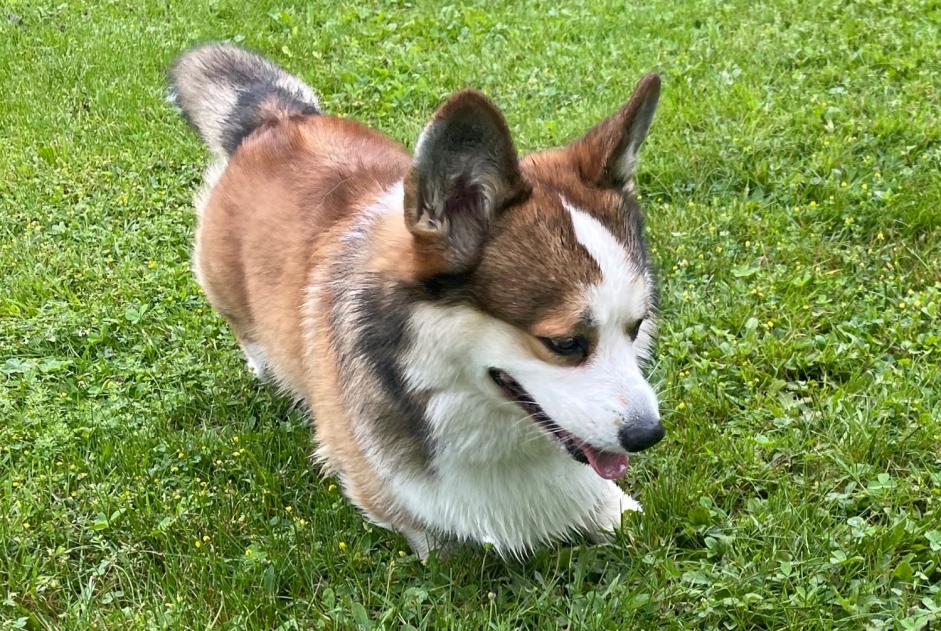 Verdwijningsalarm Hond  Mannetje , 5 jaar Péry-La Heutte Zwitserland