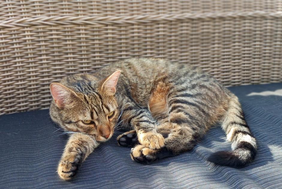 Verdwijningsalarm Kat Mannetje , 1 jaar Boudry Zwitserland