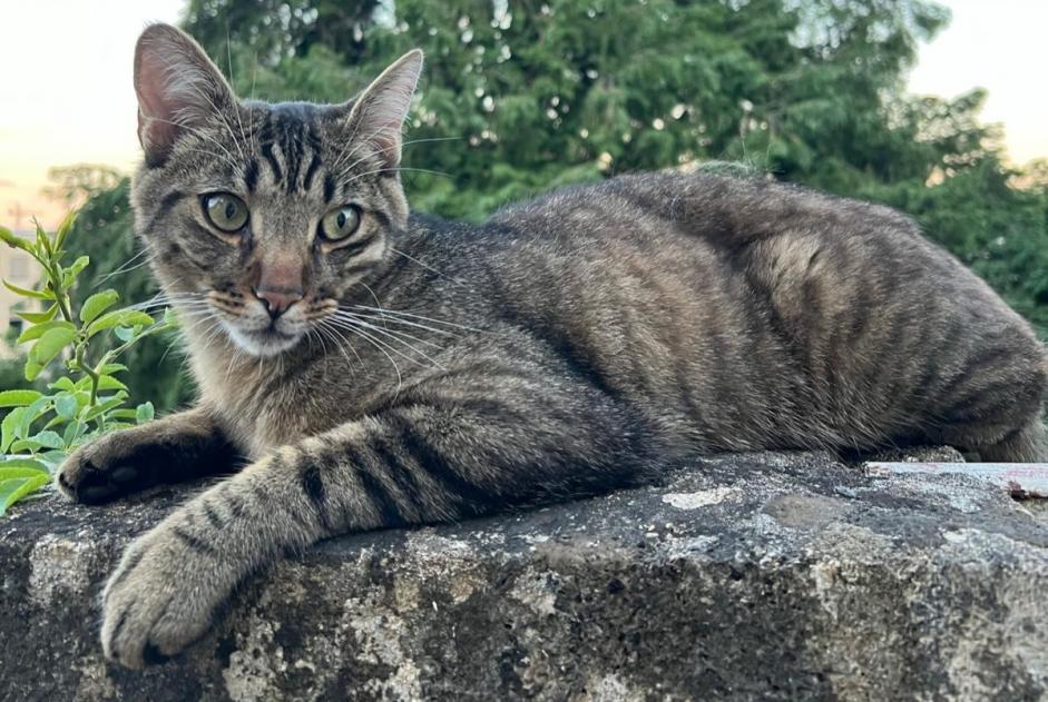 Verdwijningsalarm Kat Mannetje , 1 jaar St Blaise Zwitserland