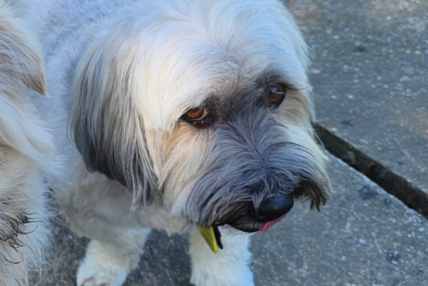 Verdwijningsalarm Hond  Mannetje , 9 jaar Veyrier Zwitserland