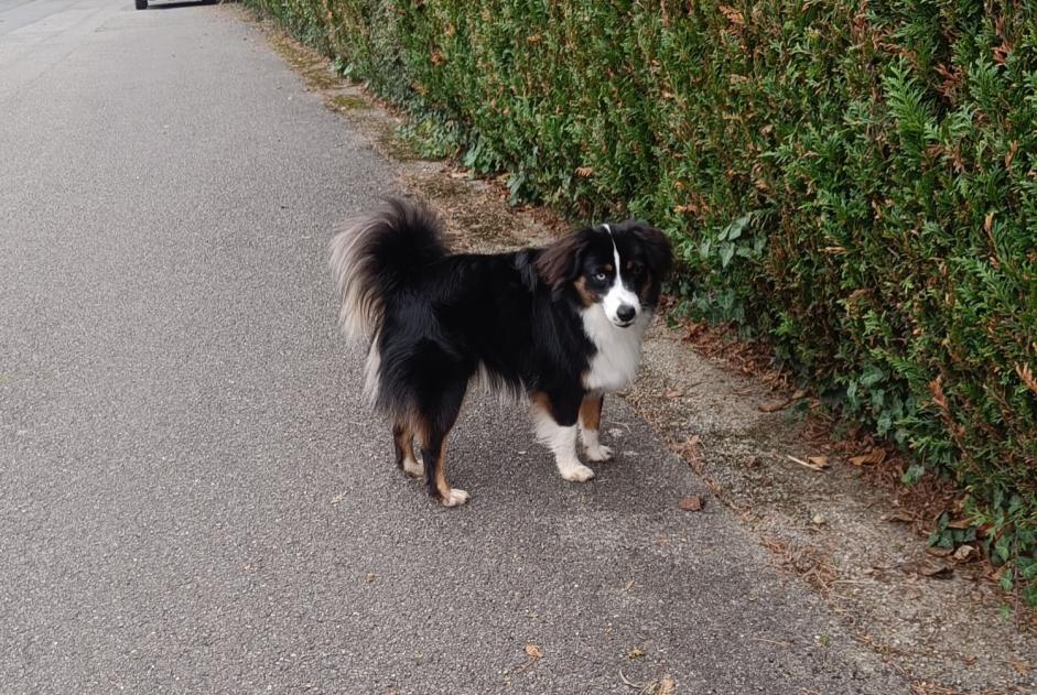 Ontdekkingsalarm Hond  Mannetje Collonge-Bellerive Zwitserland