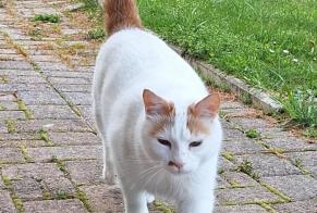 Verdwijningsalarm Kat Mannetje , 6 jaar Murten Zwitserland