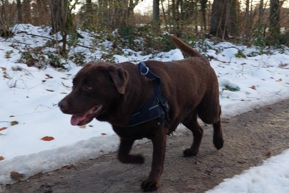 Ontdekkingsalarm Hond  Mannetje Bois-d'Amont Zwitserland