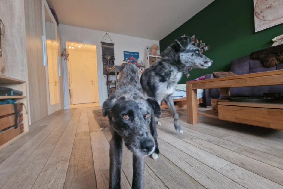 Verdwijningsalarm Hond rassenvermenging Mannetje , 3 jaar Crans-Montana Zwitserland