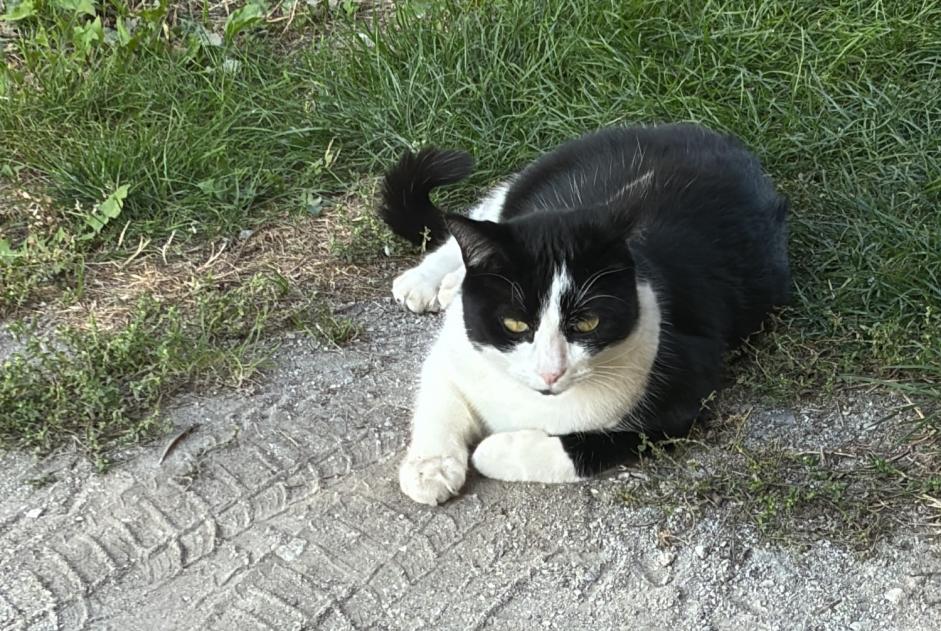 Verdwijningsalarm Kat rassenvermenging Mannetje , 2 jaar Sierre Zwitserland