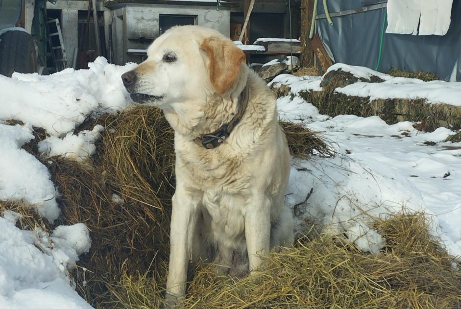 Ontdekkingsalarm Hond  Onbekend Val-de-Ruz Zwitserland