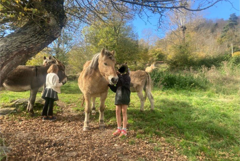 Verdwijningsalarm Paard Mannetje , 2024 jaar Retournac Frankrijk