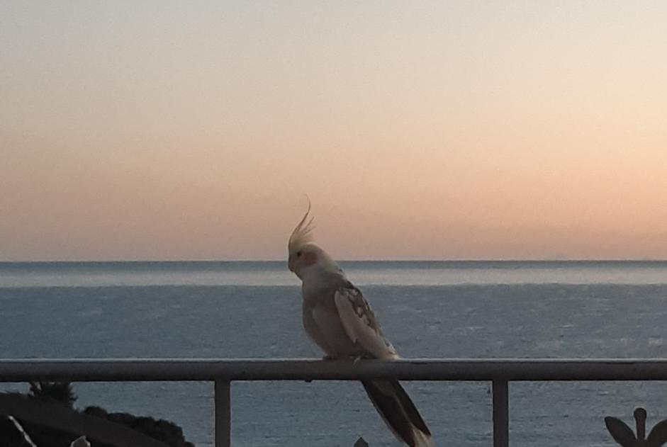 Ontdekkingsalarm Vogel Onbekend Roquebrune-Cap-Martin Frankrijk