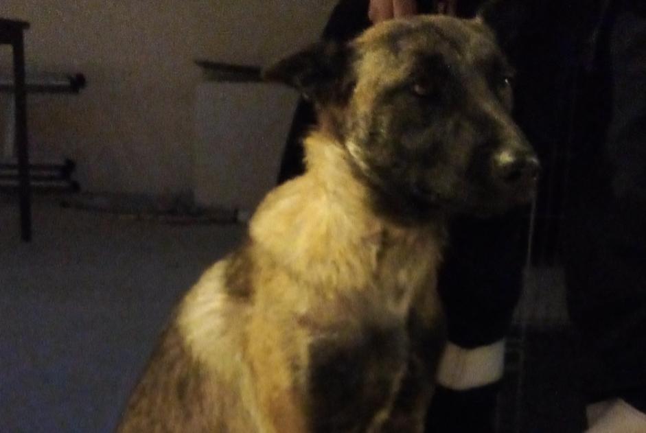 Ontdekkingsalarm Hond  Vrouwtje Nîmes Frankrijk