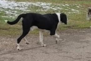 Ontdekkingsalarm Hond Mannetje Saint-Christophe-sur-Guiers Frankrijk