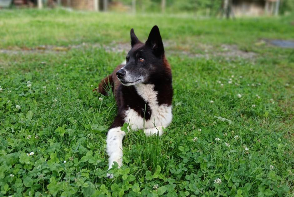 Verdwijningsalarm Hond rassenvermenging Mannetje , 12 jaar Estadens Frankrijk