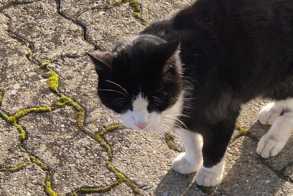 Ontdekkingsalarm Kat Onbekend Yverdon-les-Bains Zwitserland