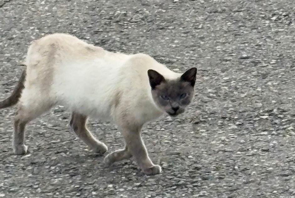 Ontdekkingsalarm Kat  Onbekend Le Mouret Zwitserland