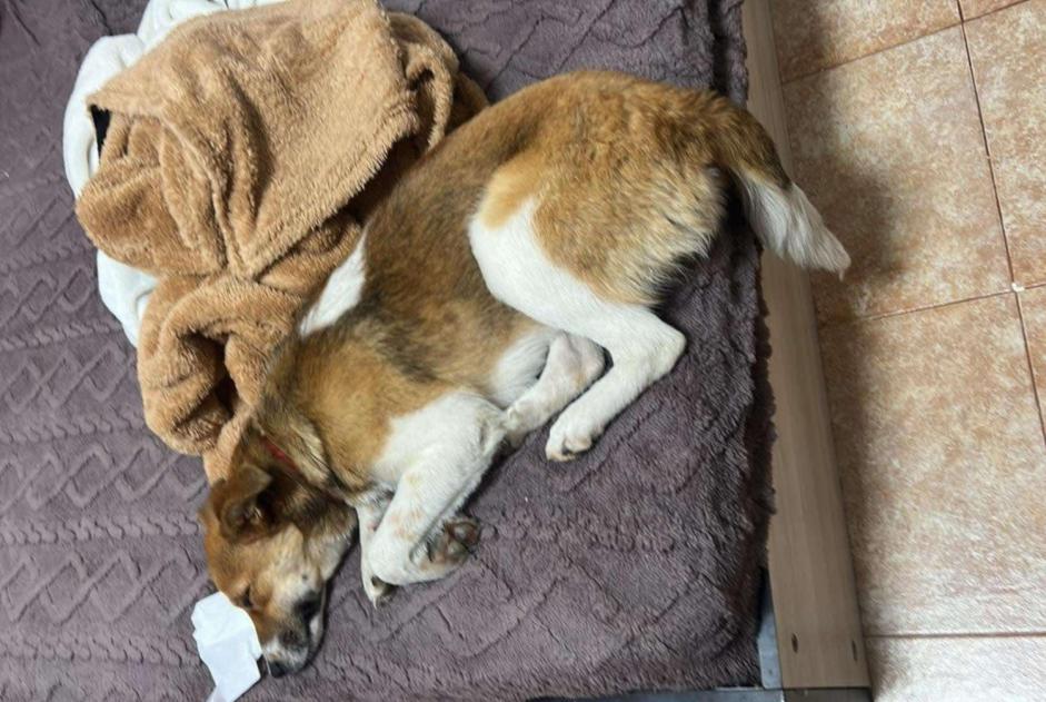 Verdwijningsalarm Hond rassenvermenging Vrouwtje , 1 jaar Dunkerque Frankrijk