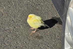 Ontdekkingsalarm Vogel Onbekend Chamalières Frankrijk