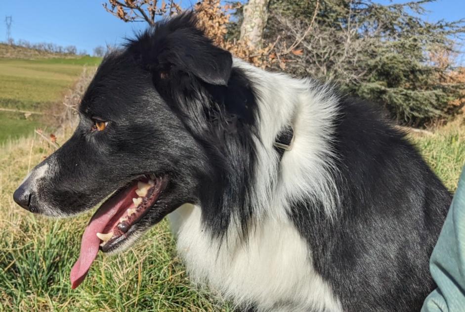 Verdwijningsalarm Hond  Mannetje , 5 jaar Glun Frankrijk