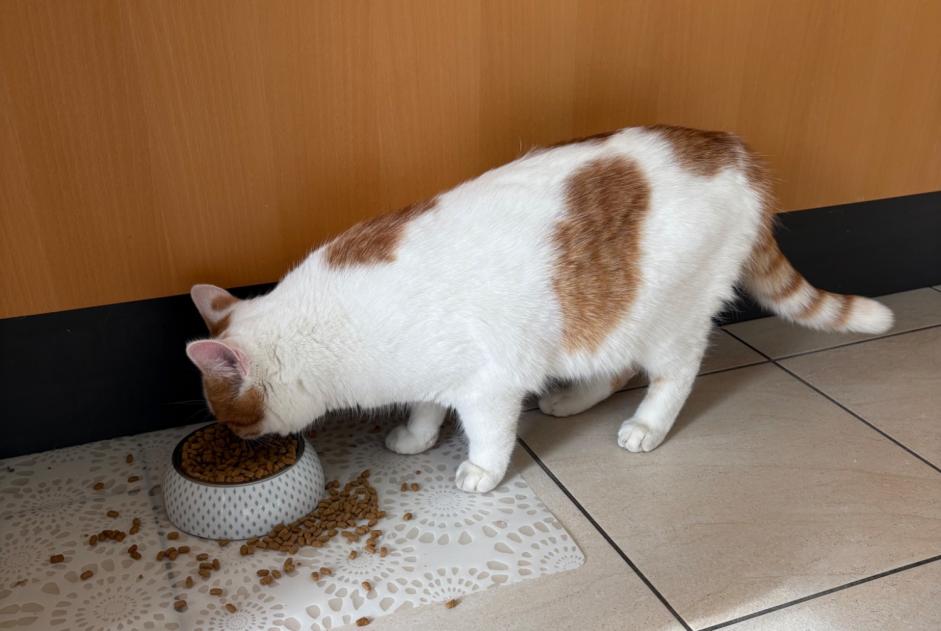 Verdwijningsalarm Kat  Mannetje , 1 jaar Marly Zwitserland