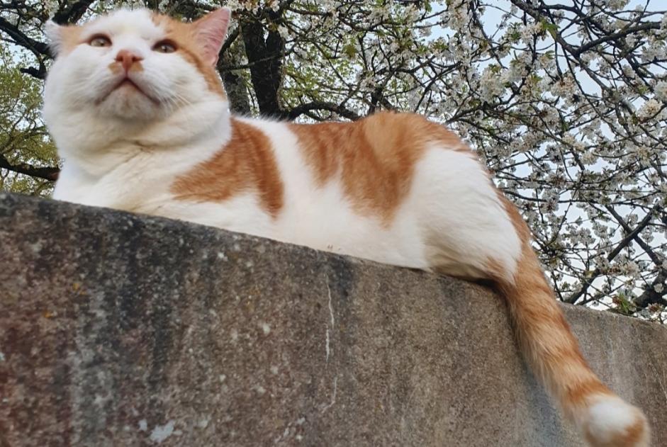 Alerta desaparecimento Gato Macho , 9 anos Guignen France