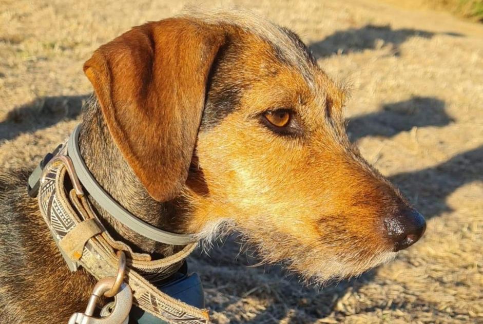 Alerta desaparecimento Cão cruzamento Fêmea , 7 anos Stotzheim France