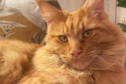 Alerta desaparecimento Gato  Macho , 4 anos La Frette-sur-Seine France