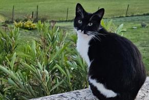 Alerta desaparecimento Gato Fêmea , 2 anos Bourg France