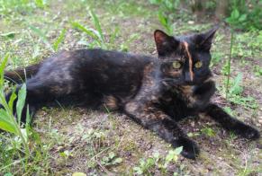 Alerta desaparecimento Gato  Fêmea , 1 anos Jouy-le-Moutier France