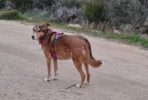 Alerta desaparecimento Cão cruzamento Fêmea , 6 anos Robledo de Chavela Spain