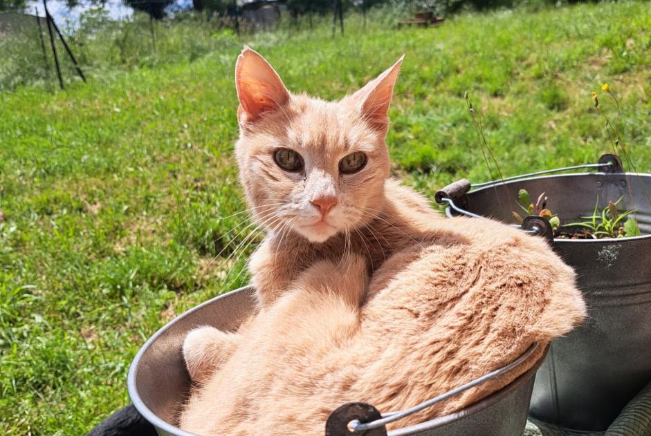 Alerta desaparecimento Gato Macho , 16 anos Saint-Priest France