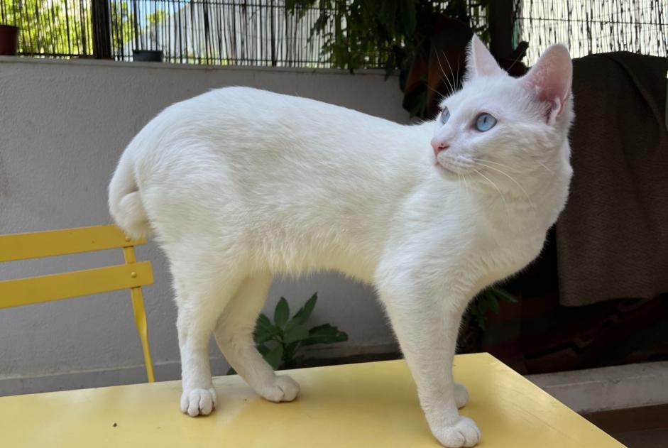 Alerta desaparecimento Gato  Macho , 3 anos Lisboa Portugal