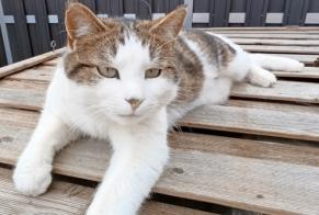 Alerta desaparecimento Gato Macho , 3 anos Villars-sur-Glâne Switzerland