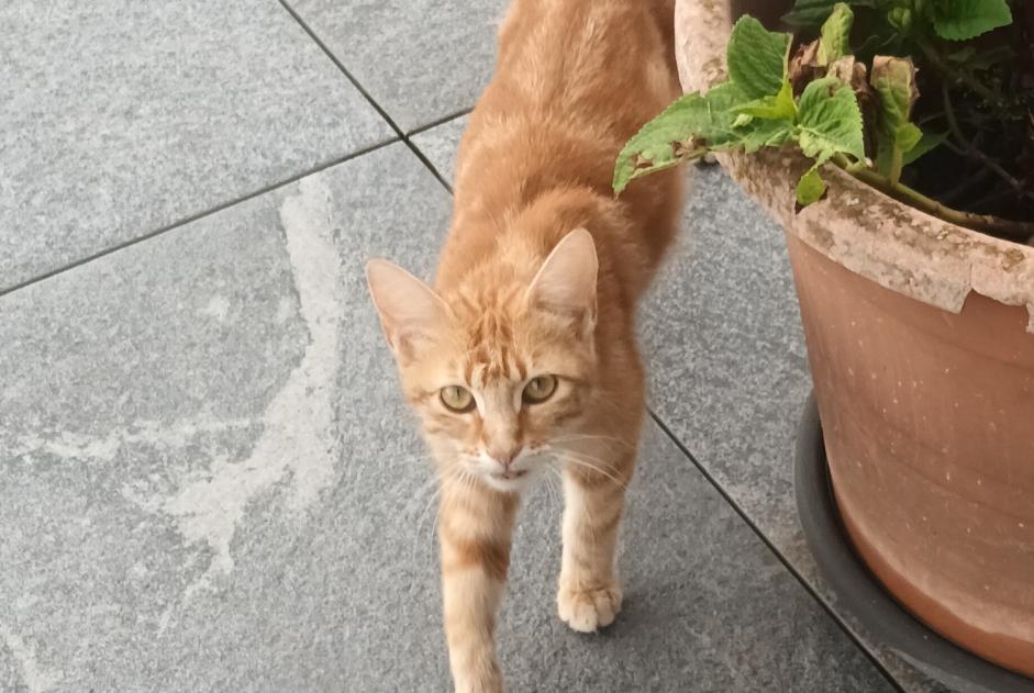 Alerta descoberta Gato cruzamento Fêmea Montagny Switzerland