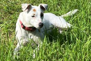 Alerta desaparecimento Cão  Fêmea , 2 anos Saint-Cergue Switzerland