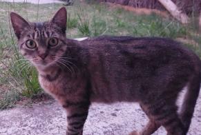 Alerta descoberta Gato Fêmea Mimizan France