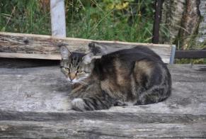 Alerta desaparecimento Gato Macho , 12 anos Blonay - Saint-Légier Switzerland