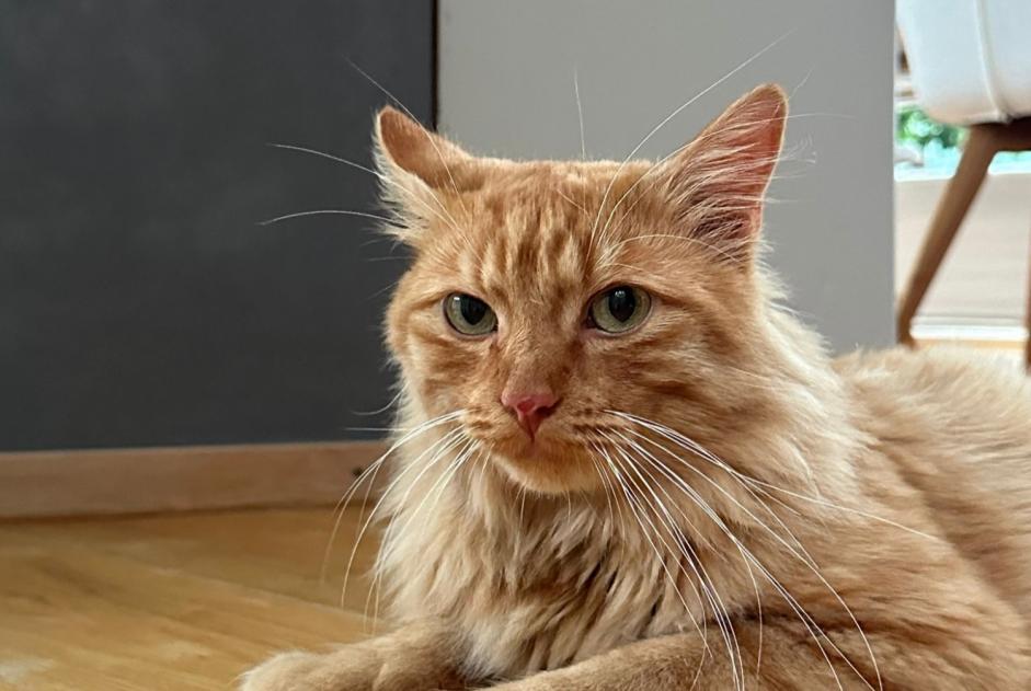 Alerta descoberta Gato  Macho , 3 anos La Tour-de-Peilz Switzerland