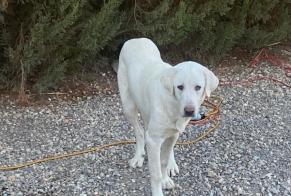 Alerta descoberta Cão cruzamento Fêmea Los Yesos Spain