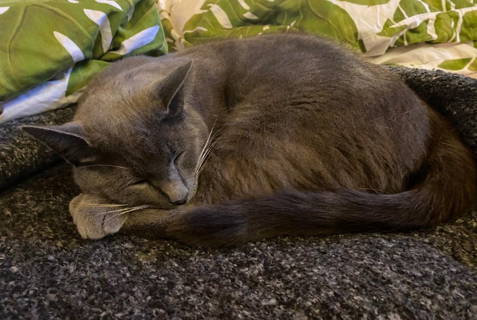 Alerta desaparecimento Gato cruzamento Macho , 13 anos Veyrier Switzerland