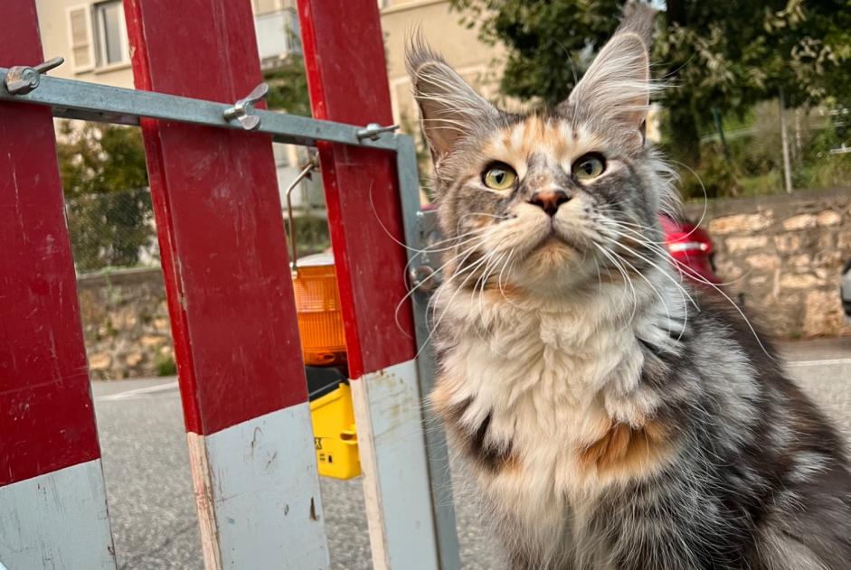 Alerta descoberta Gato  Desconhecido Neuchâtel Switzerland