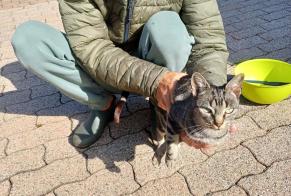 Alerta descoberta Gato cruzamento Macho Riaz Switzerland